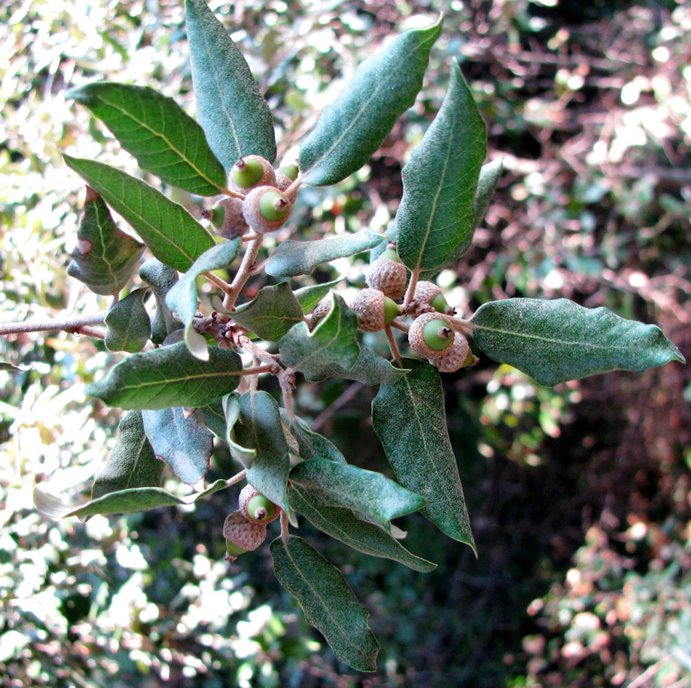 Image of Quercus ilex specimen.