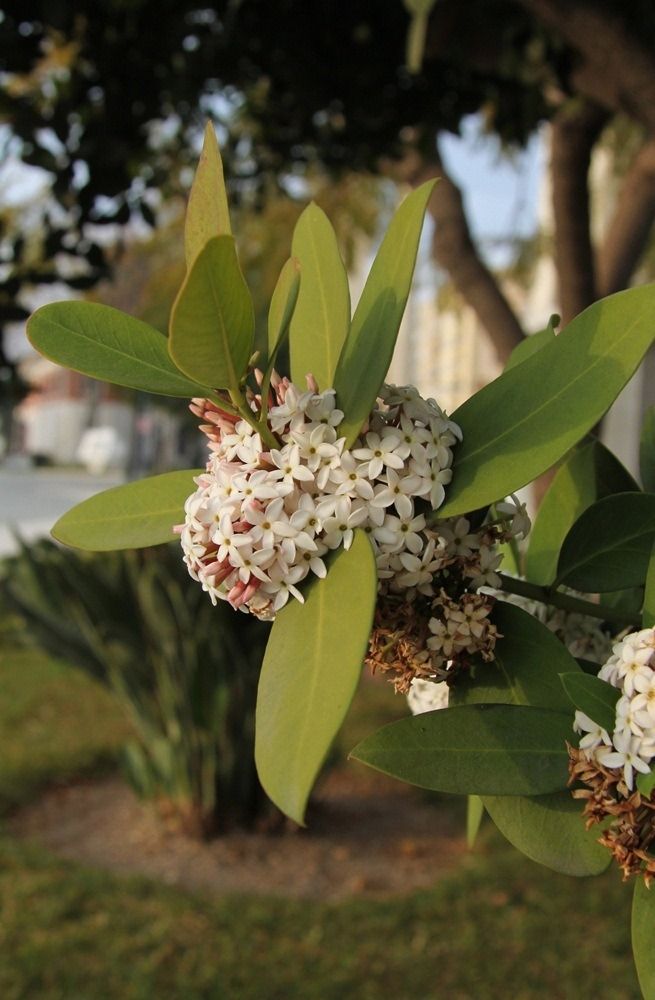 Image of genus Acokanthera specimen.