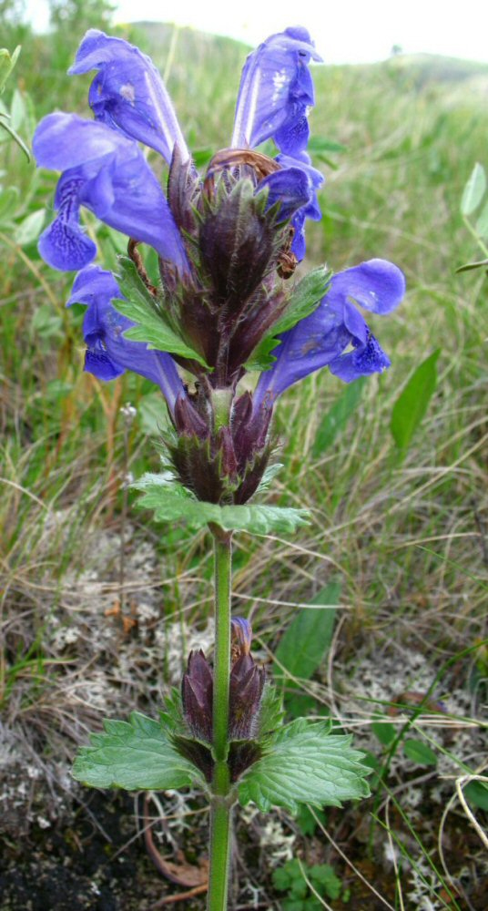 Image of Dracocephalum grandiflorum specimen.