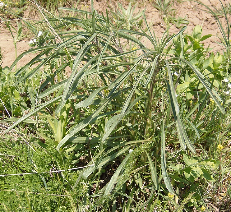 Изображение особи Erysimum canescens.