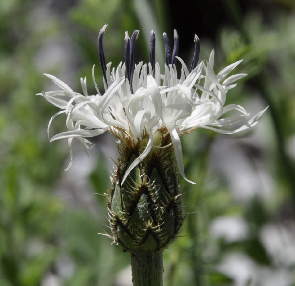 Image of Centaurea pindicola specimen.