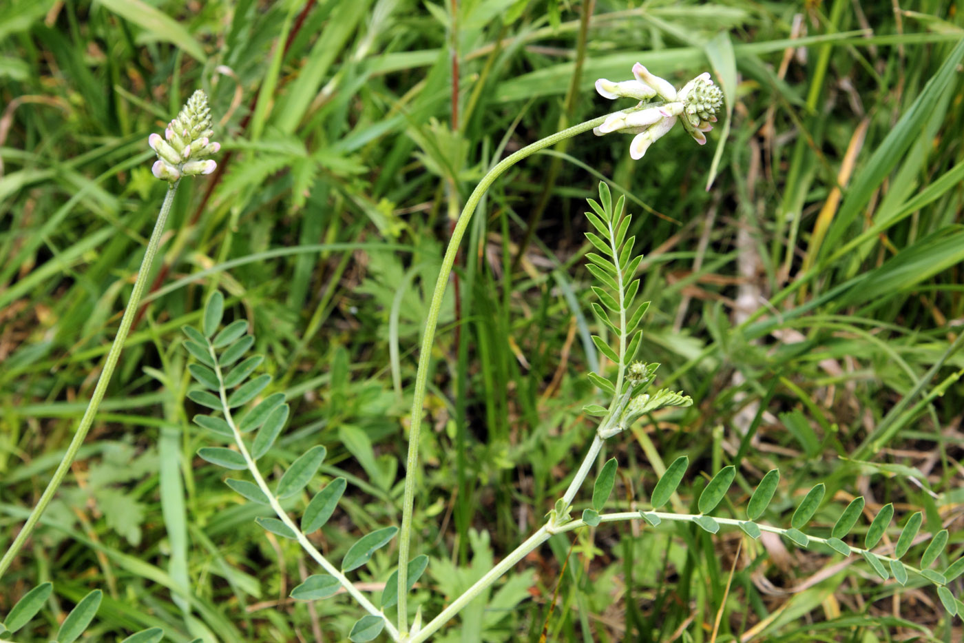 Изображение особи Astragalus peduncularis.