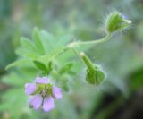 Geranium pusillum