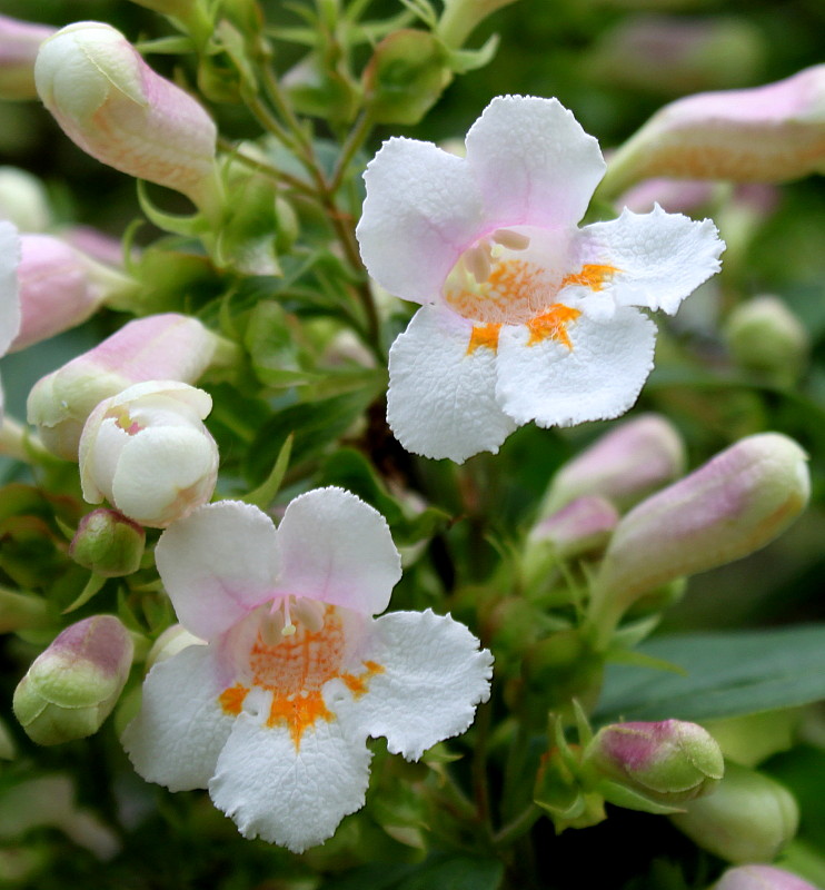 Image of Dipelta floribunda specimen.