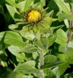 genus Inula. Верхняя часть побега с распускающимся соцветием. Германия, г. Krefeld, Ботанический сад. 02.06.2013.