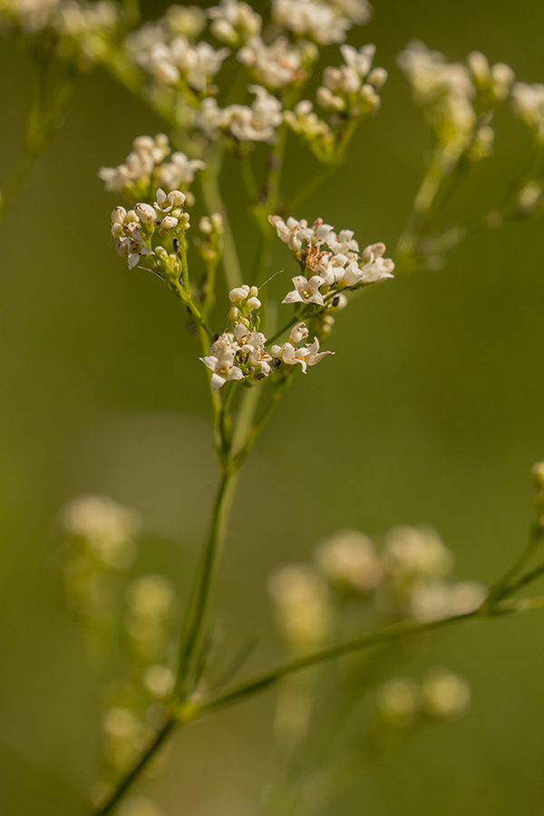 Изображение особи Galium octonarium.