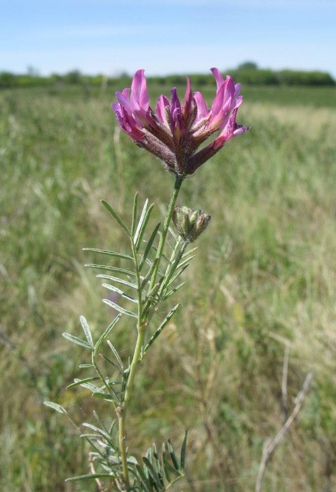 Image of Astragalus cornutus specimen.