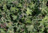 Geranium wlassovianum. Верхушки побегов. Германия, г. Krefeld, Ботанический сад. 08.06.2013.