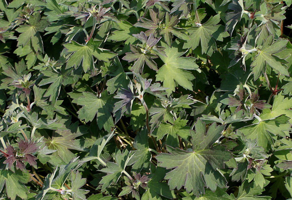 Image of Geranium wlassovianum specimen.