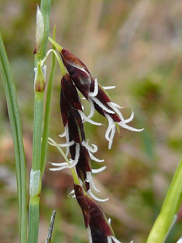 Image of Carex rariflora specimen.