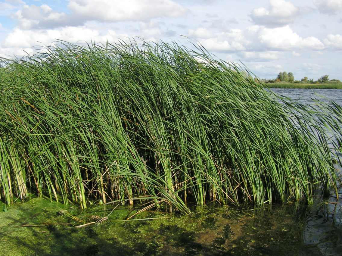 Изображение особи Typha angustifolia.