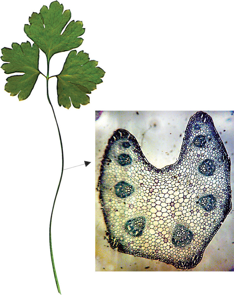 Изображение особи Petroselinum crispum.