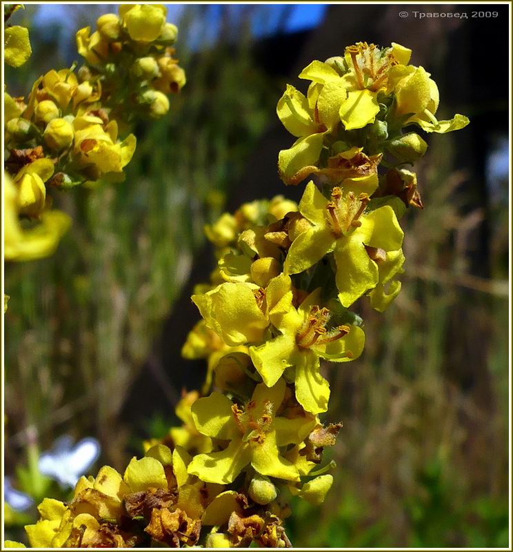 Image of Verbascum lychnitis specimen.