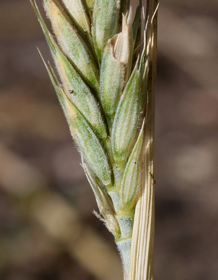 Image of &times; Triticosecale rimpaui specimen.