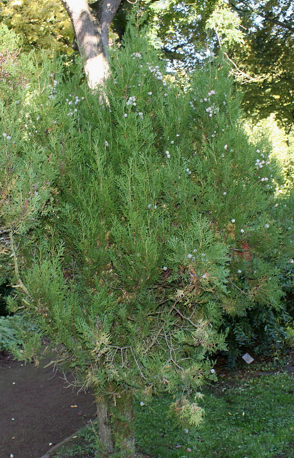 Image of Platycladus orientalis specimen.