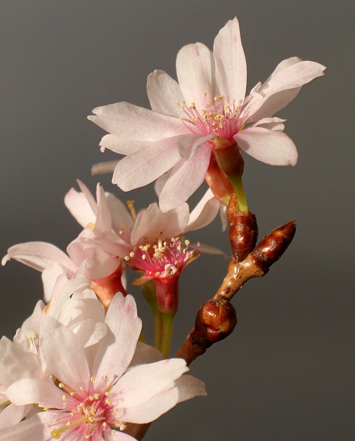 Image of Cerasus subhirtella specimen.