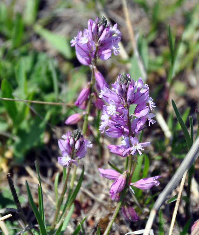 Image of Polygala major specimen.