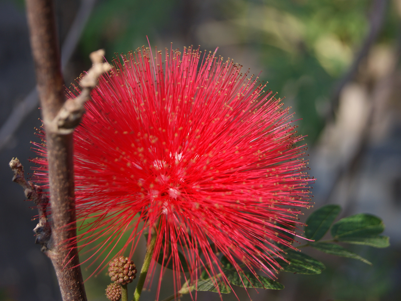 Изображение особи род Calliandra.