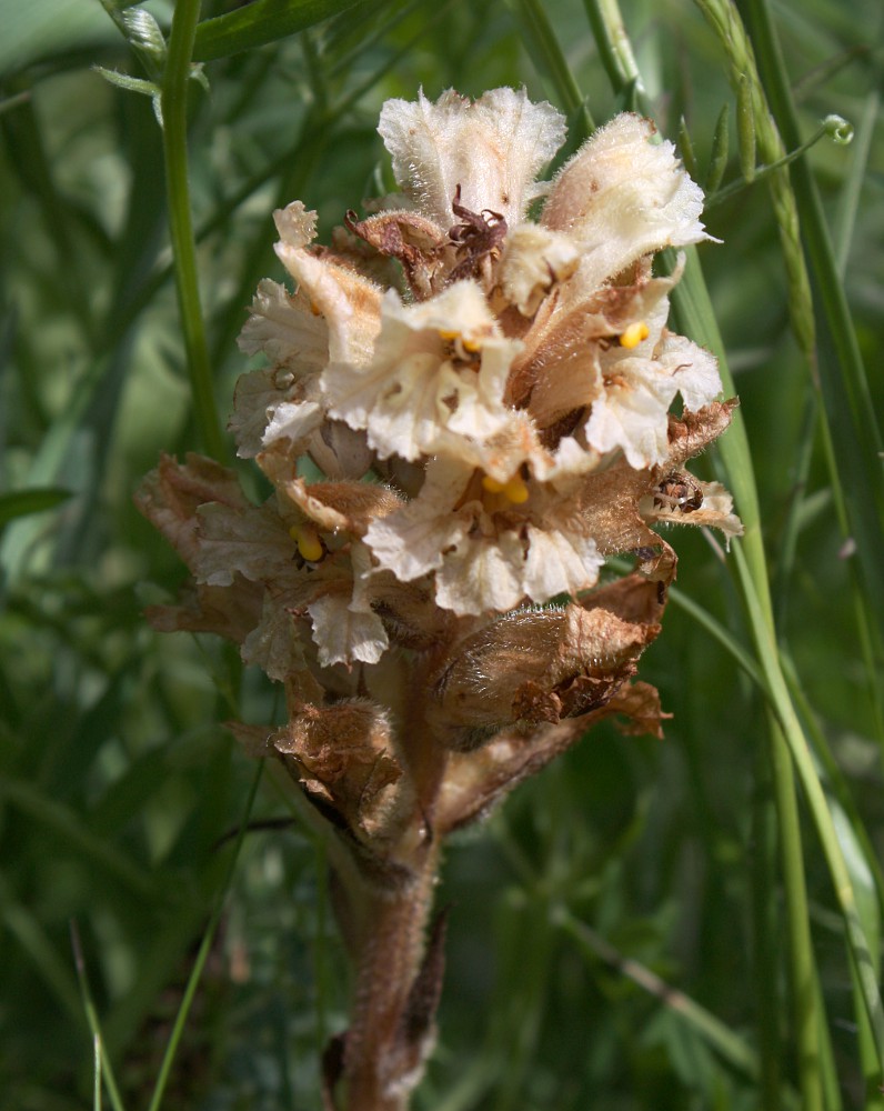 Image of Orobanche lutea specimen.