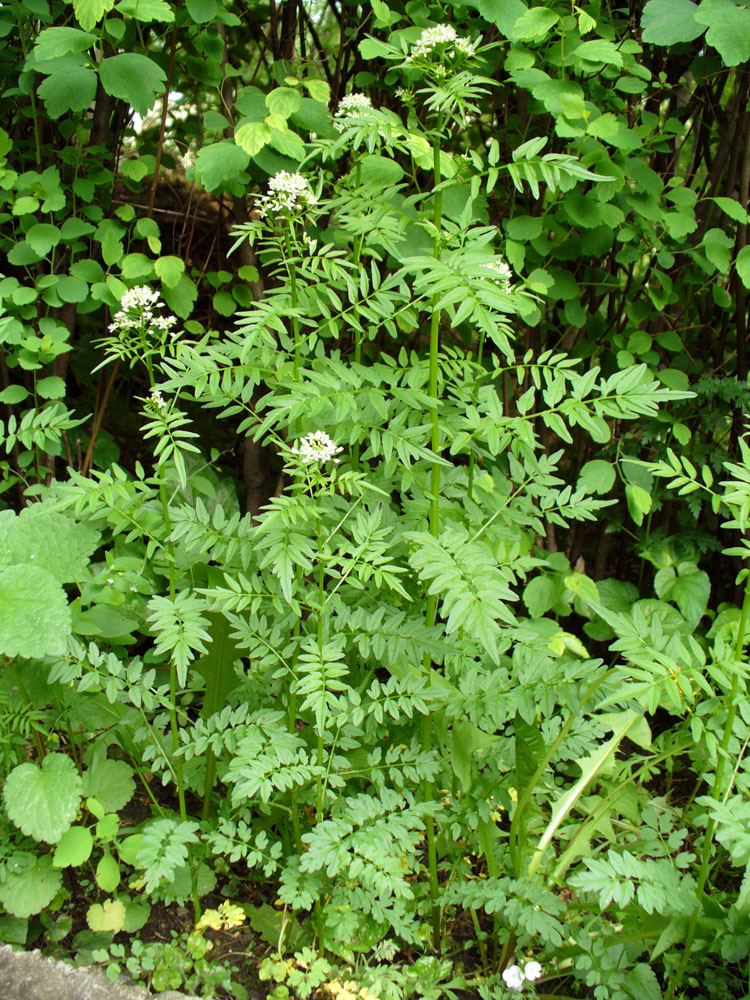 Image of Cardamine impatiens specimen.