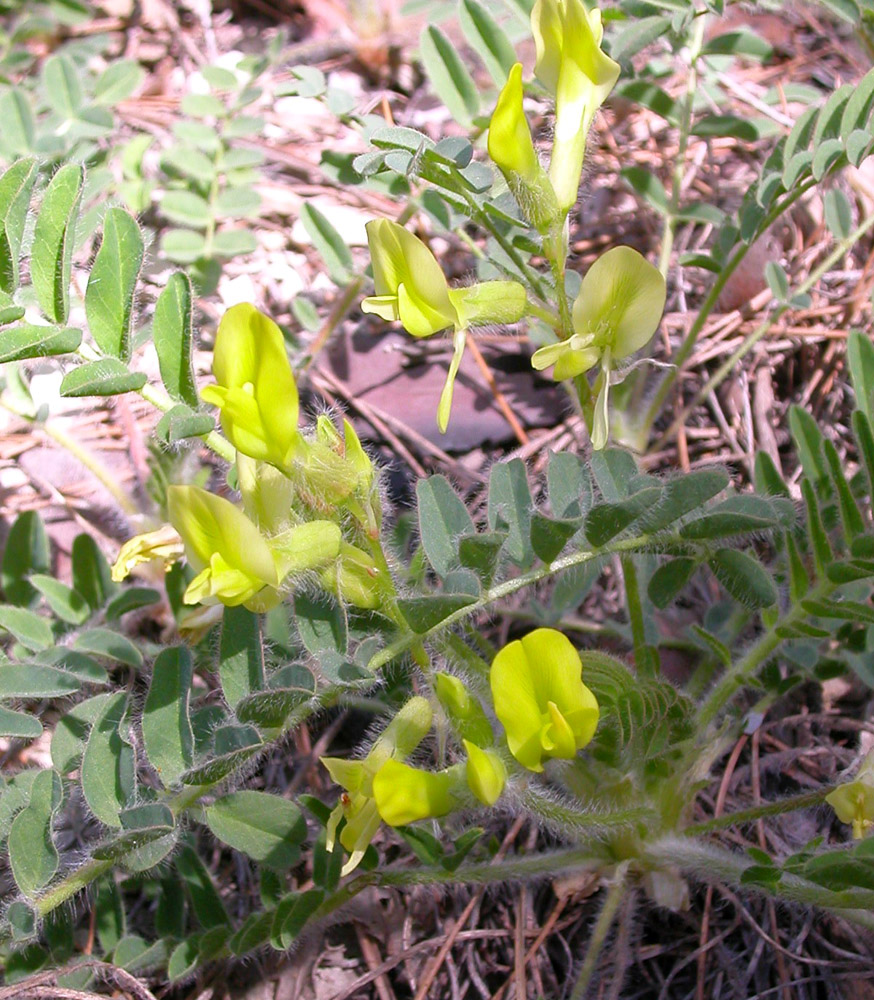 Изображение особи Astragalus utriger.