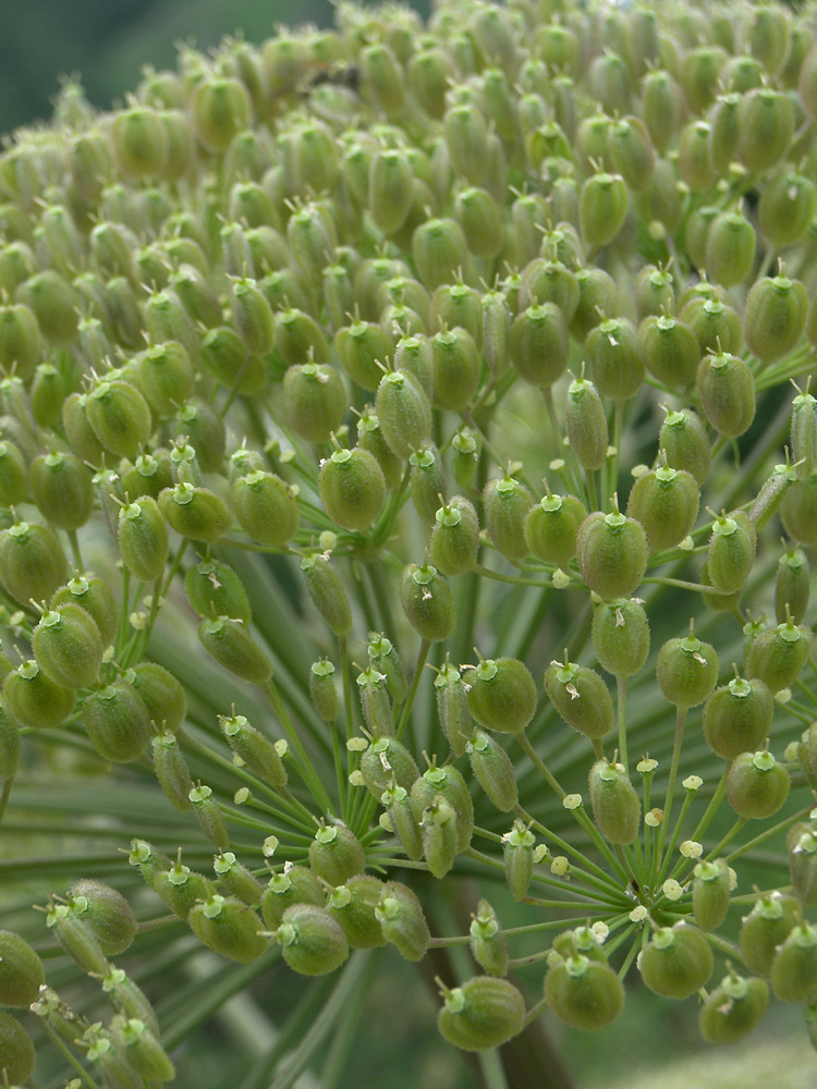 Изображение особи род Heracleum.