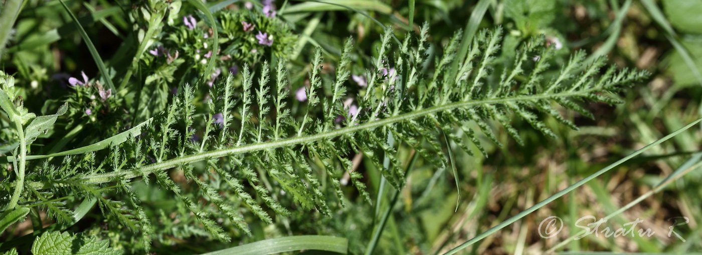 Image of Achillea millefolium specimen.