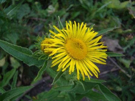 Image of Inula hirta specimen.