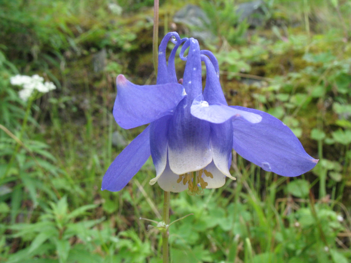 Image of Aquilegia sibirica specimen.