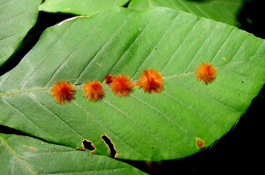 Image of Fagus orientalis specimen.