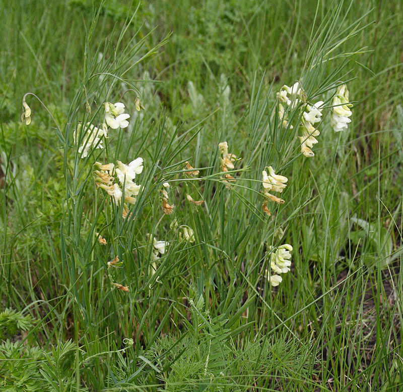 Изображение особи Lathyrus lacteus.