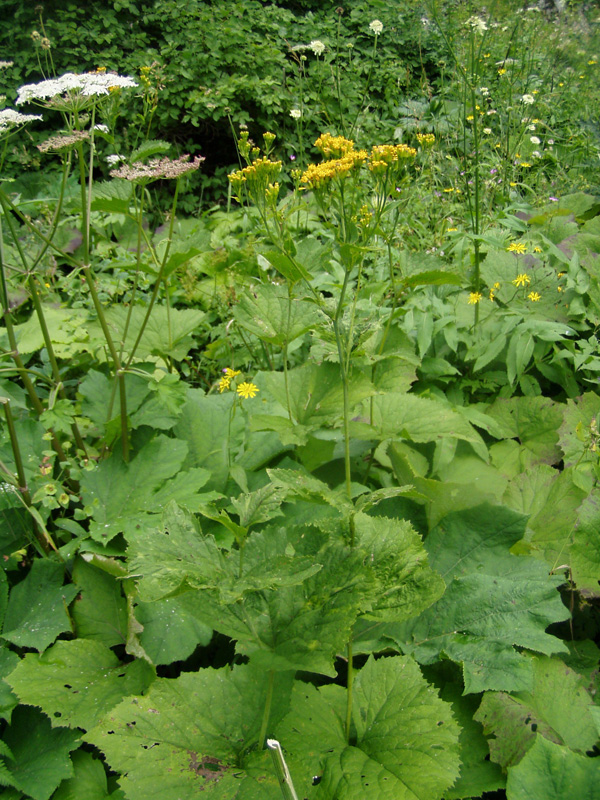 Image of Caucasalia macrophylla specimen.