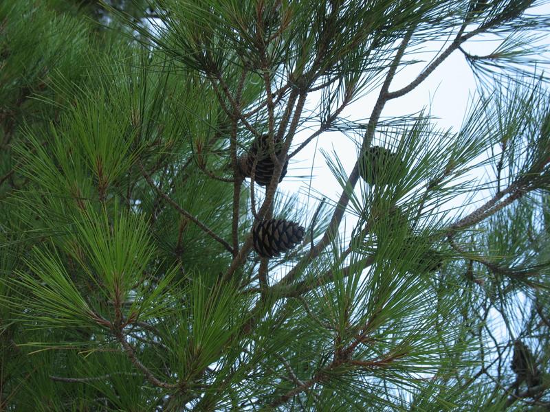 Изображение особи Pinus pityusa.