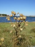 Cirsium vulgare