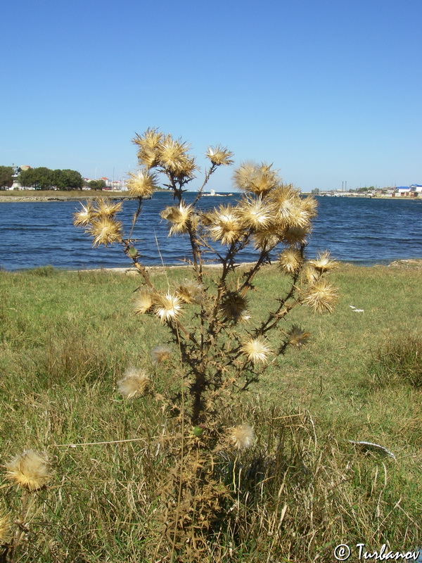 Image of Cirsium vulgare specimen.