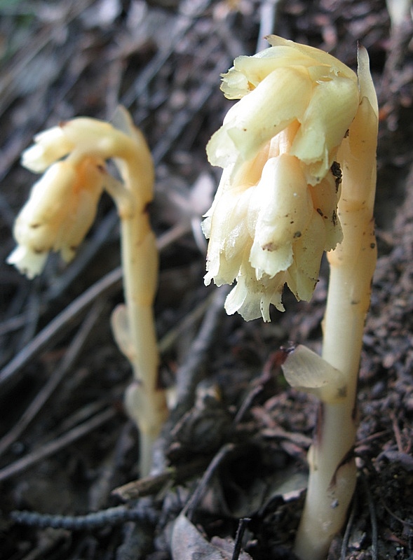 Image of Hypopitys monotropa specimen.