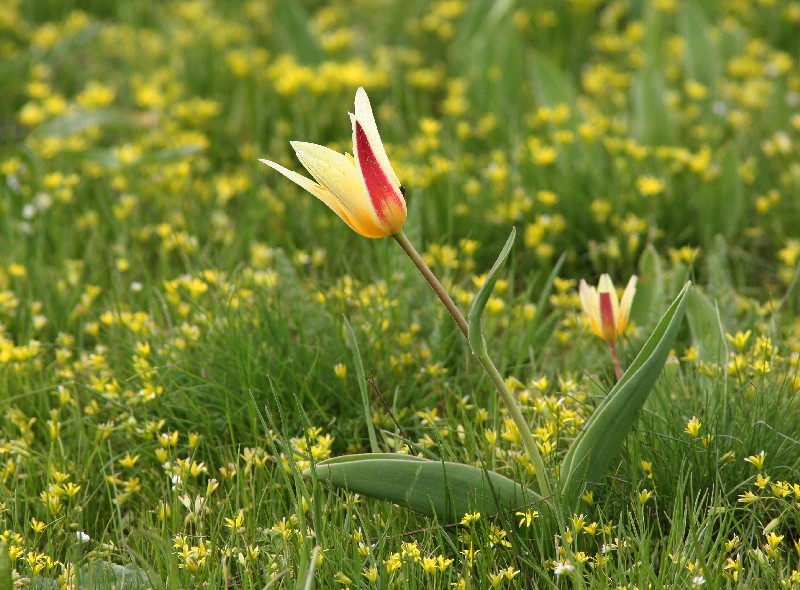 Изображение особи Tulipa berkariensis.