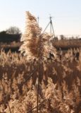 Phragmites australis