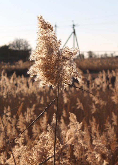 Изображение особи Phragmites australis.