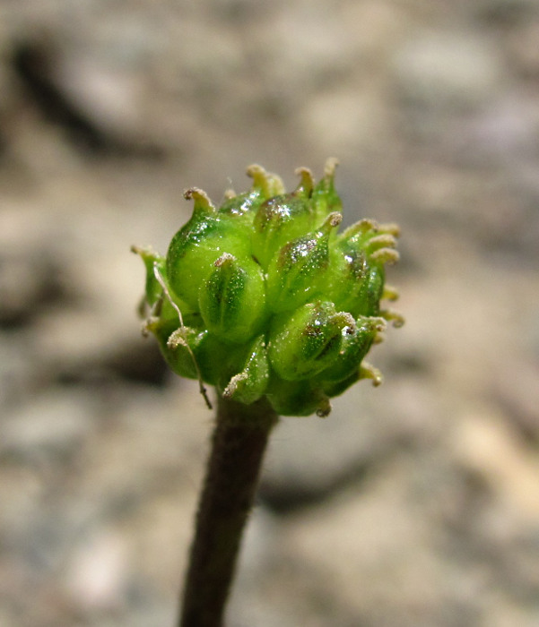 Image of Ranunculus oreophilus specimen.