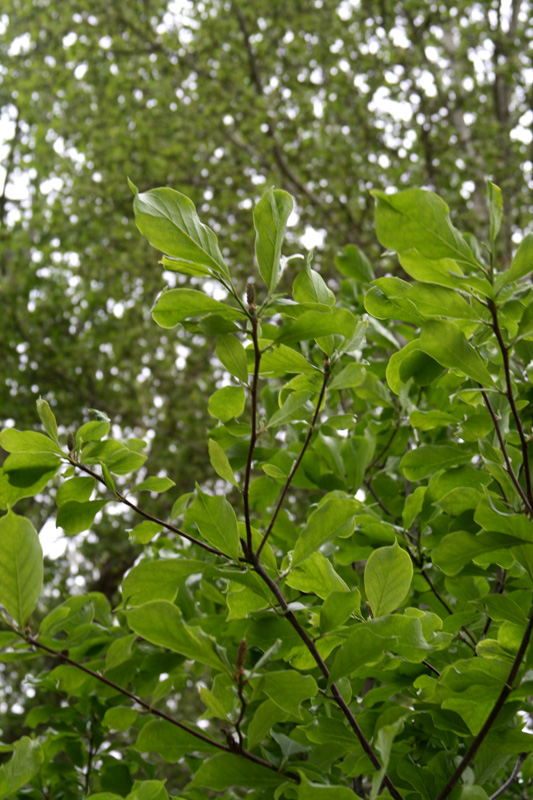 Image of Magnolia &times; soulangeana specimen.