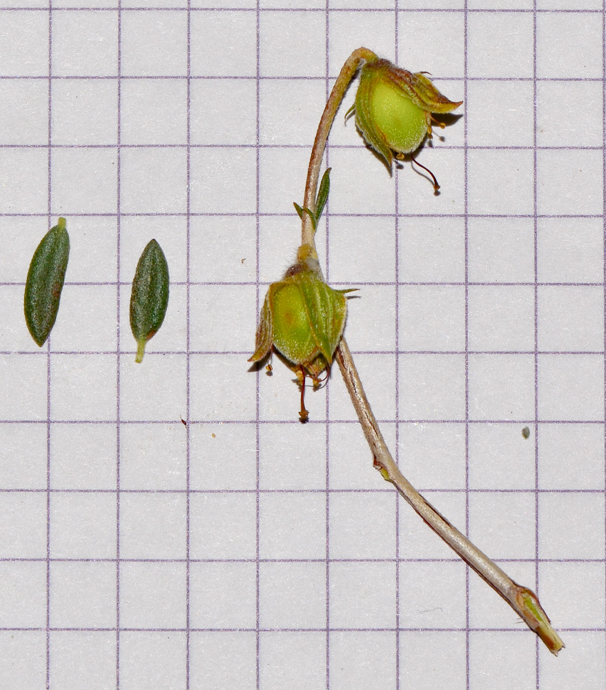 Image of Helianthemum sancti-antonii specimen.