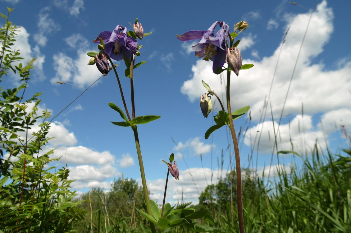 Изображение особи Aquilegia vulgaris.