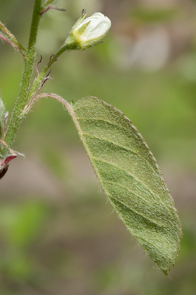 Image of Amelanchier spicata specimen.