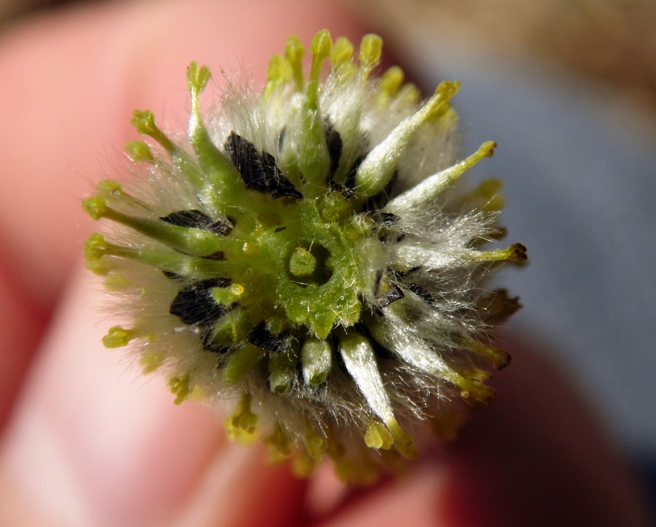 Изображение особи Salix phylicifolia.