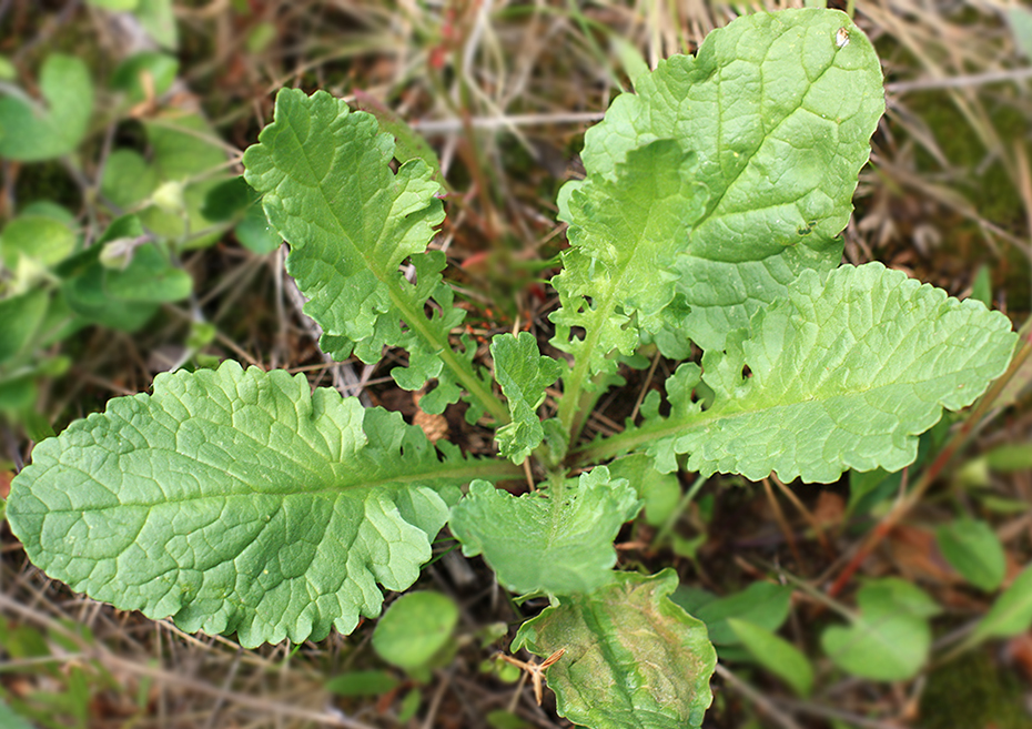 Image of Senecio jacobaea specimen.