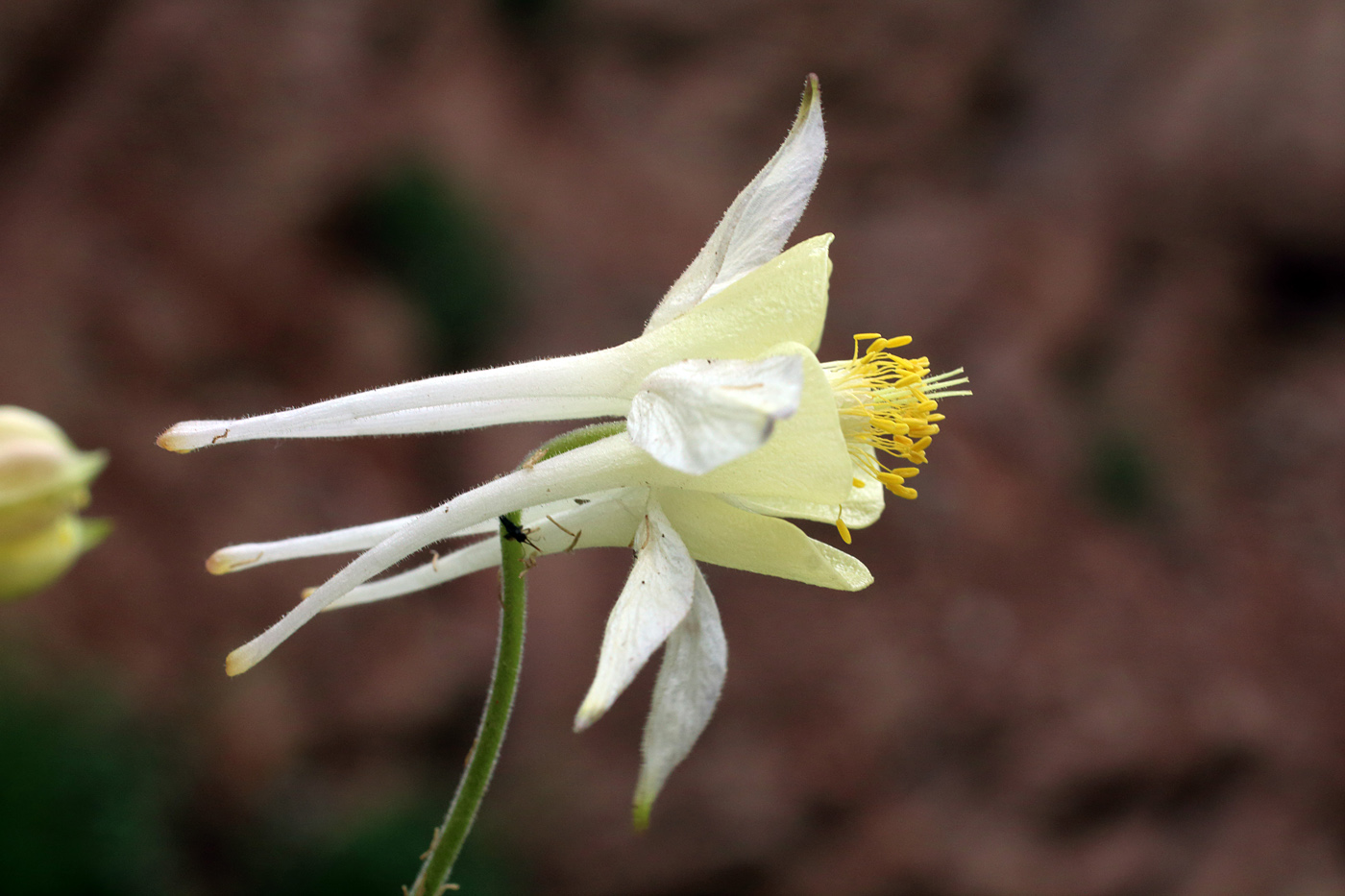 Изображение особи Aquilegia tianschanica.