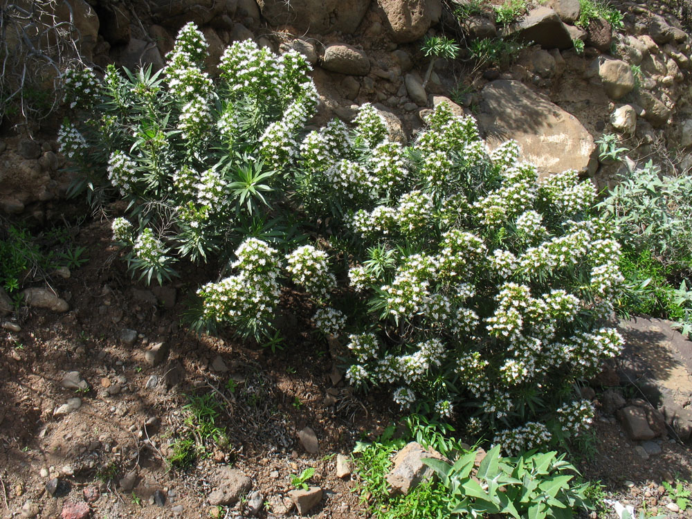 Image of Echium decaisnei specimen.