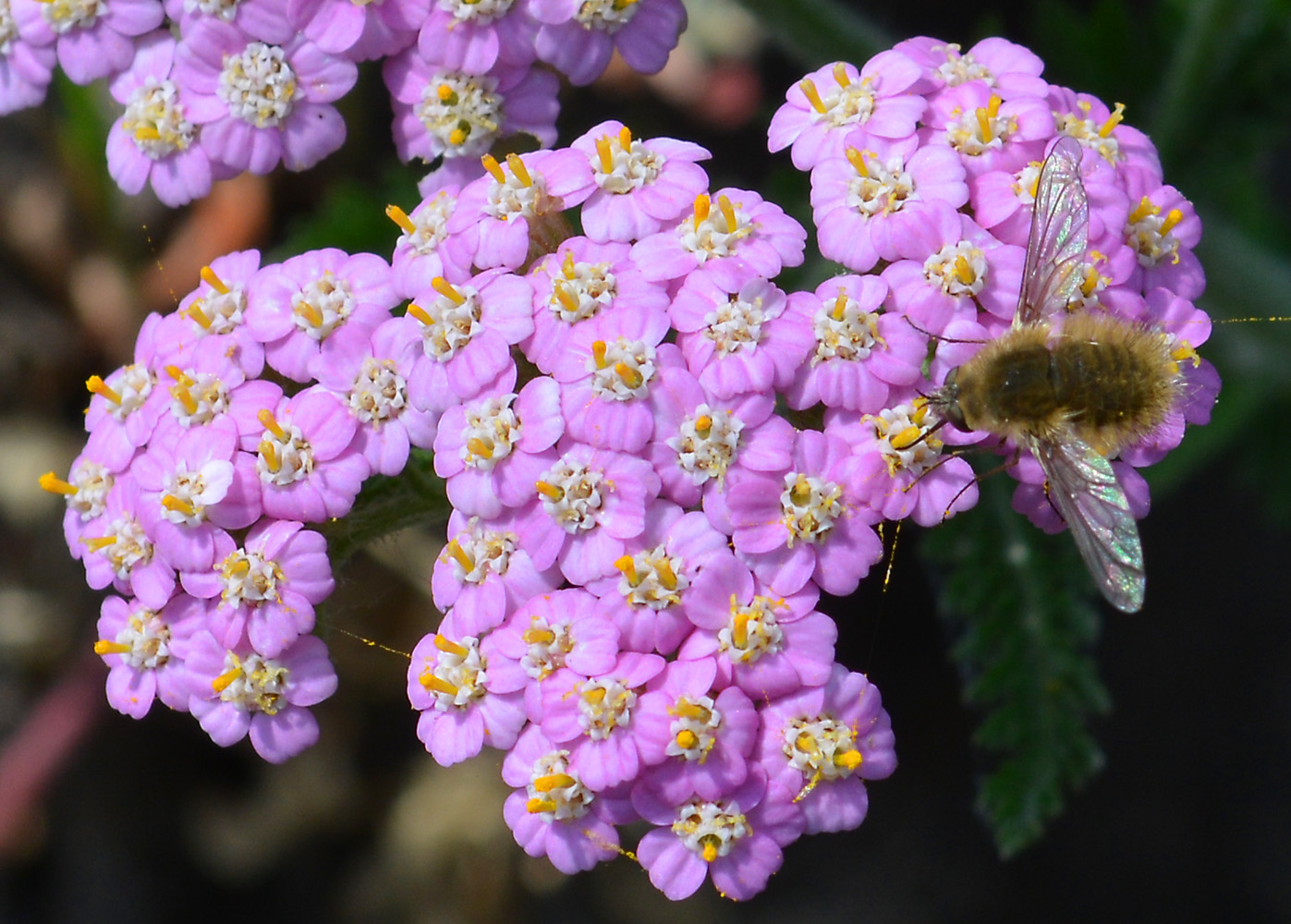 Image of Achillea asiatica specimen.