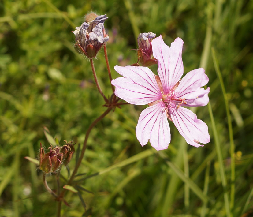 Image of Geranium transversale specimen.